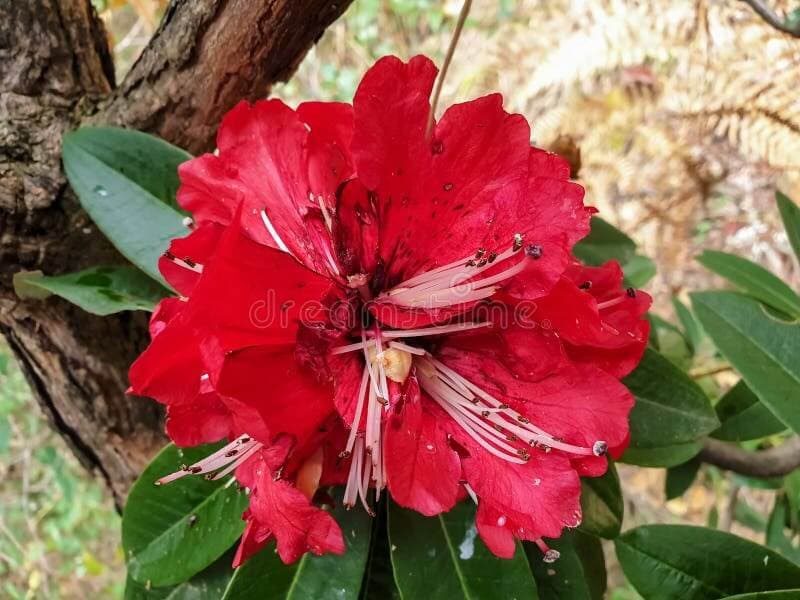 6 Health Benefits of Buransh Tea