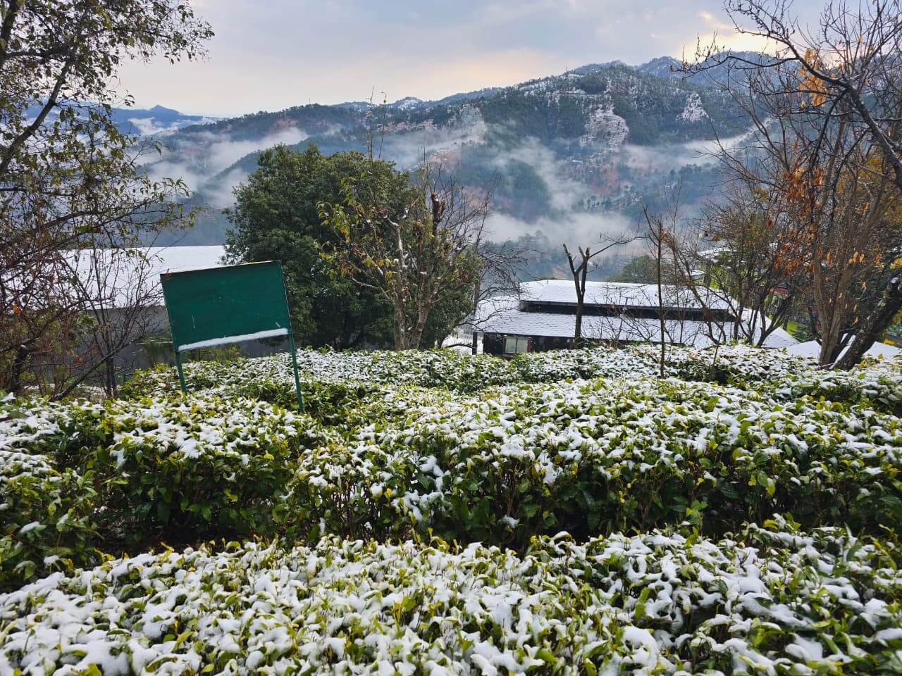 2. Uttarakhand Tea Garden (Kausani Tea Estate)