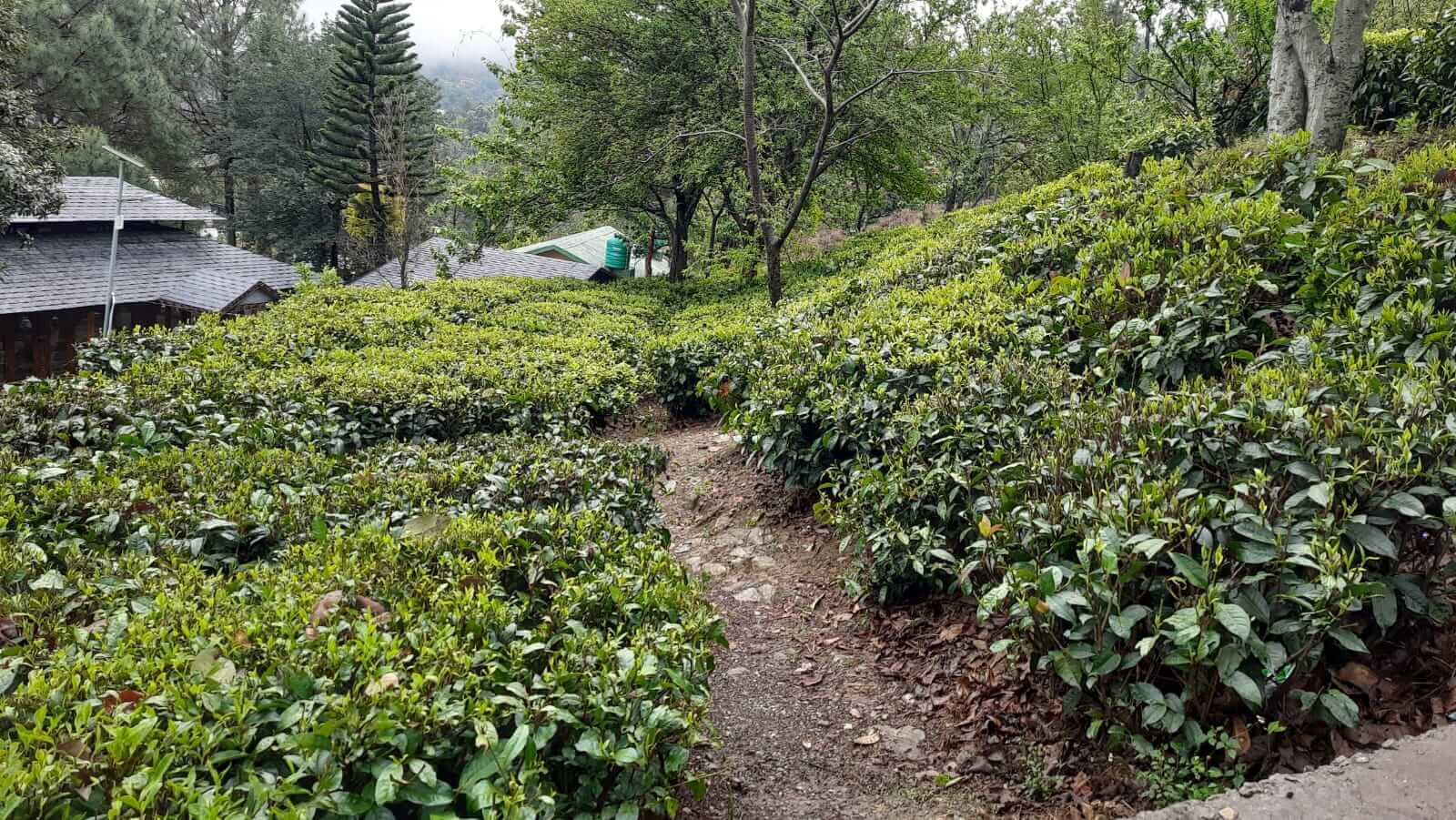 Kausani tea garden